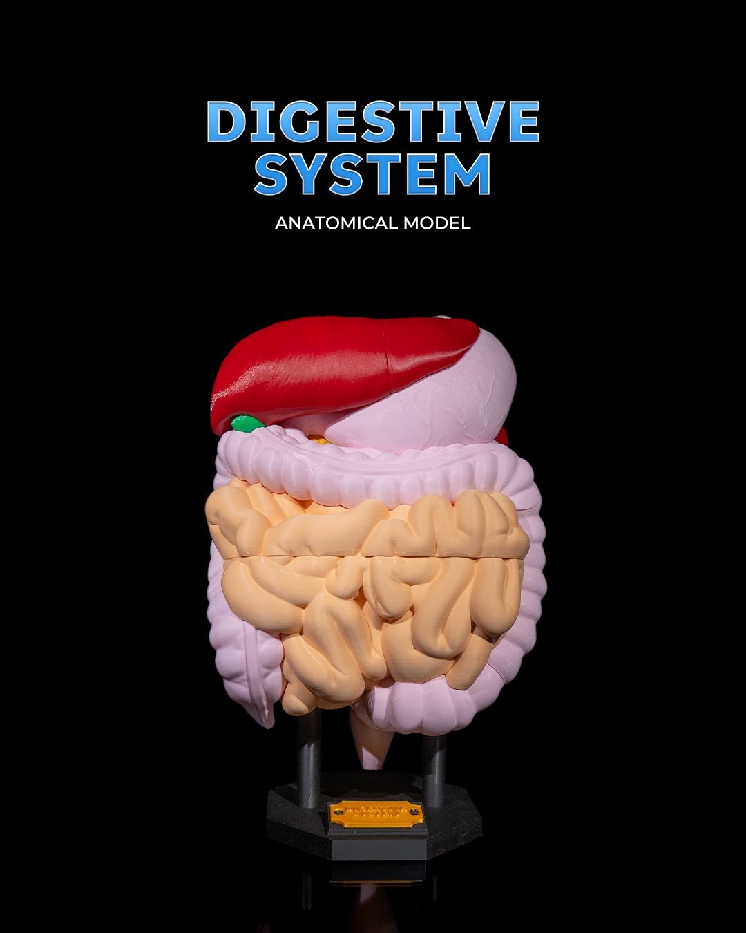 Digestive System Anatomical Model