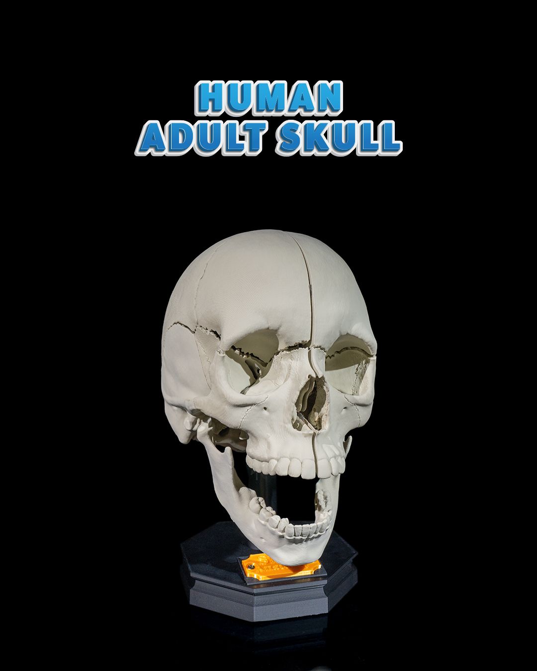 Human Adult Skull